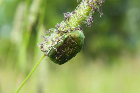 Poland, rose chafer  Cetonia aurata  beetle feeding on a straw of grassの写真素材