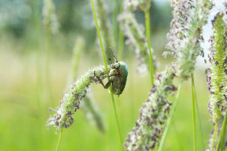 Poland, rose chafer  Cetonia aurata  beetle feeding on a straw of grassの写真素材