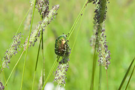 Poland, rose chafer  Cetonia aurata  beetle feeding on a straw of grassの写真素材
