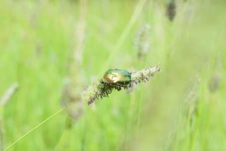 Poland, rose chafer  Cetonia aurata  beetle feeding on a straw of grassの写真素材