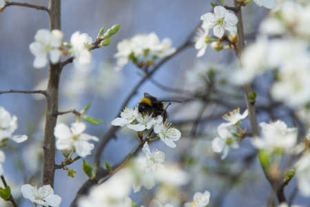 A bumblebee on a wild cherry flowers, sunlit, against blue sky, springtimeの写真素材