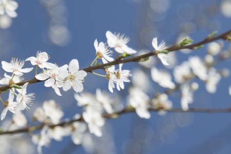 Wild cherry blossom sunlit, against blue skyの写真素材