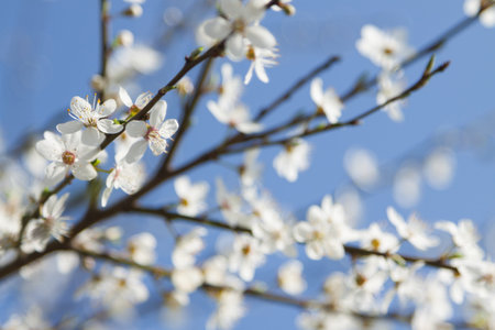 Wild cherry blossom sunlit, against blue sky