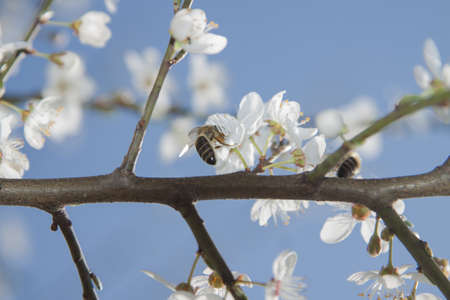 Two bees on a wild cherry flowers, sunlit, springtimeの写真素材
