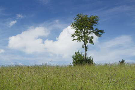 Single tree in the grassland, sunlit, some clouds in the sky, summerの写真素材