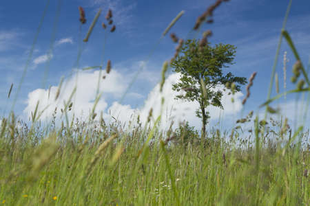 Single tree in the grassland, seen through the straws of grass, sunlit, some clouds in the sky, summerの写真素材