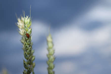Ladybird on an ear of wheat against overcast skyの写真素材