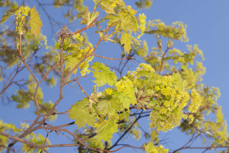 Acer blossom early spring, afternoon light, clear blue sky in the backgroundの写真素材