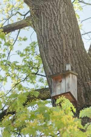 Birdhouse on a tree trunk in springtime