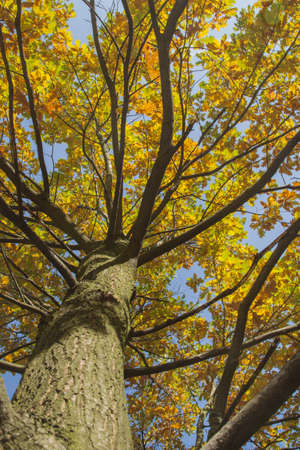 White oak branches and leaves, seen from the bottom, autumn, sunlitの写真素材