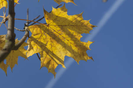 Yellow acer leaves sunlit, clear sky and jet condensation trailの写真素材