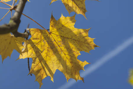 Yellow acer leaves sunlit, clear sky and jet condensation trailの写真素材