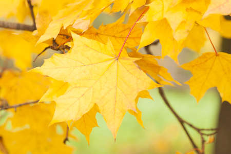 Acer leaves in autumn, yellow, dispersed lightの写真素材