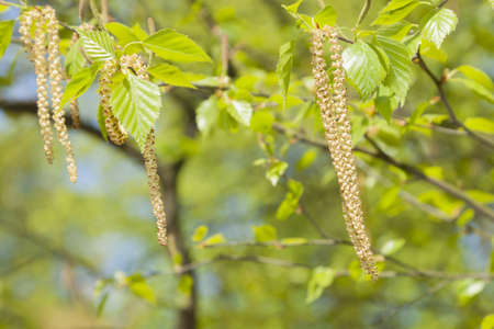 Birch leaves and blossom spring, midday lightの写真素材