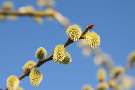Male willow catkins in early springtime, blue sky in the backgroung