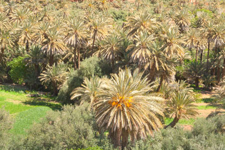 Sunlit Date Palm Orchard at Ait Ijjou by Tinghir in Morocco, Sunlit,の写真素材
