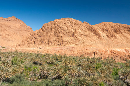 Sunlit Date Palm Orchard at Ait Ijjou by Tinghir in Morocco, Sunlit, Mountains in the background