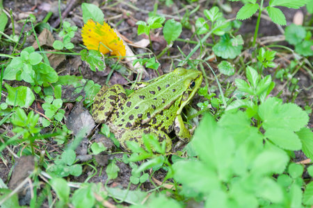 Top viev af a water frog in a Swamp