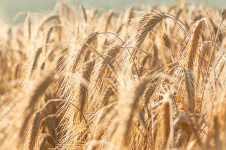 Sunlit barley ears in a summer morning, drops of dew on the spikesの写真素材