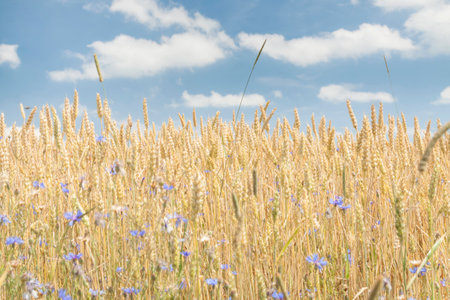 Wheat on a field in the summer, overcast skyの写真素材