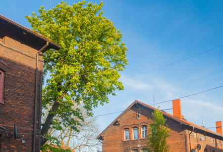 Poland, Upper Silesia, Zabrze, Borsigwerk company town, sunlit in the springtimeの写真素材