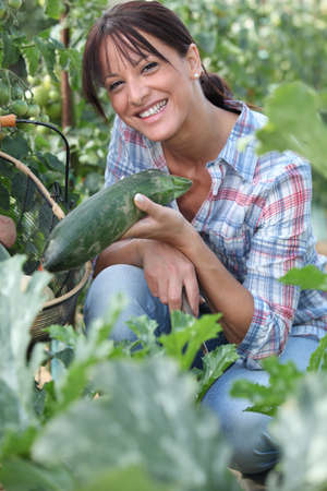 Woman picking cucumberの写真素材