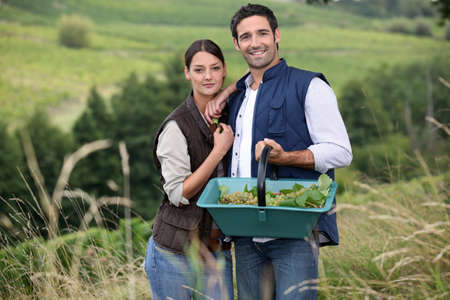 Couple picking grapesの写真素材