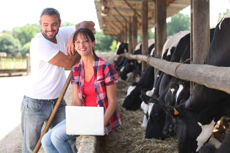 Farming couple stood by cowsの写真素材