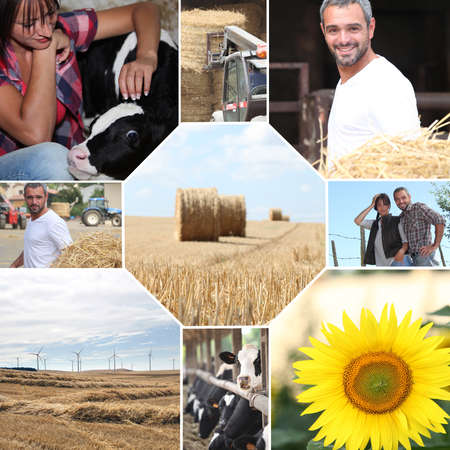 Farm mosaicの写真素材