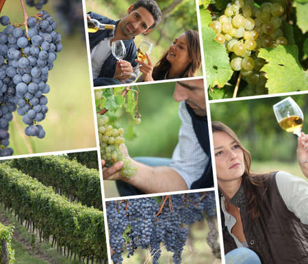 Tasting white wineの写真素材