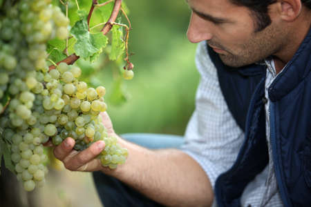 man working in a vineyardの写真素材