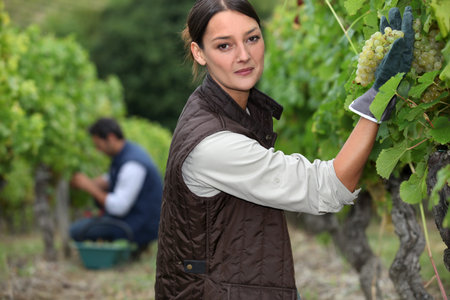 grape-pickers