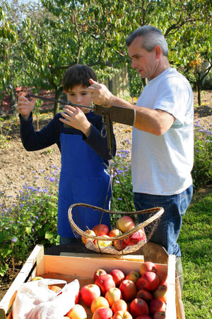 Father and son picking apples