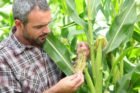 Farmer stood in corn field