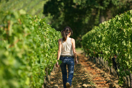 woman walking in a vineyardの写真素材
