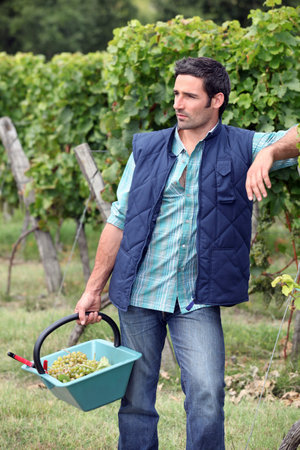 Gardener with a basket full of grapes