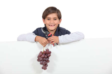 Boy holding a bunch of grapes and shearsの写真素材