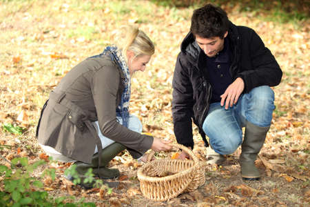 Couple picking chestnutsの写真素材