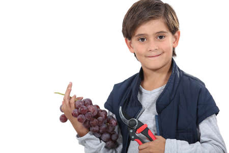 Young boy with secateurs and a bunch of grapesの写真素材