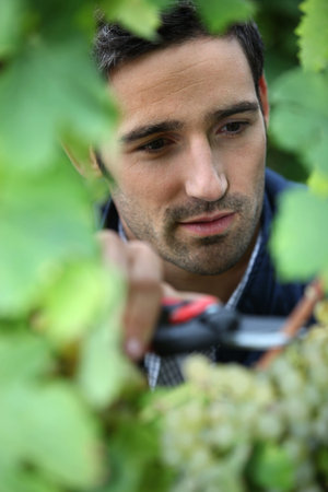 grape-picker in vineyard with clippers