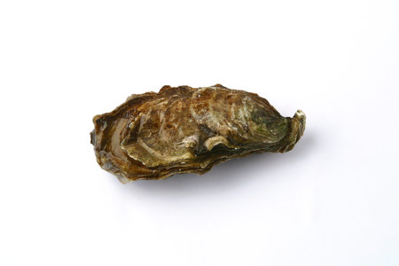 Oyster