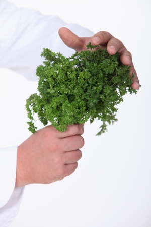 Chef holding a bunch of parsleyの写真素材