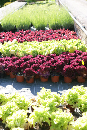 Plants at a nursery