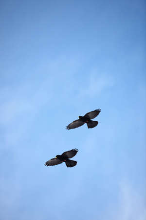 Birds in the skyの写真素材