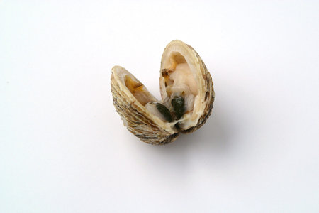 clam