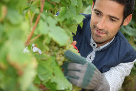 Man pruning grape vineの写真素材