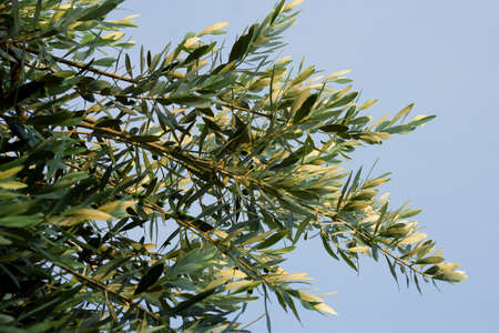 Branches of an olive treeの写真素材