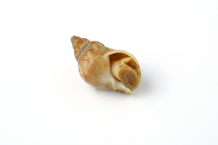 Sea snail