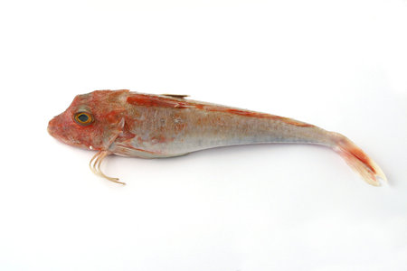 Red Gurnard fish