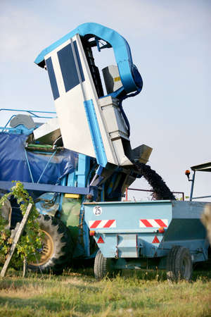 Vehicle being used to harvest grapesの写真素材